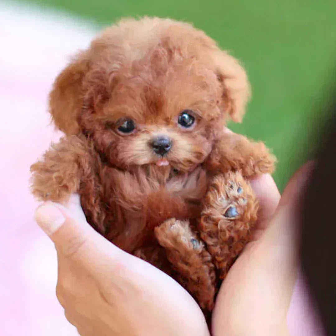 🐶🐶🐶🌭Nicco (Blizkox™) - My Realistic Robot Puppy